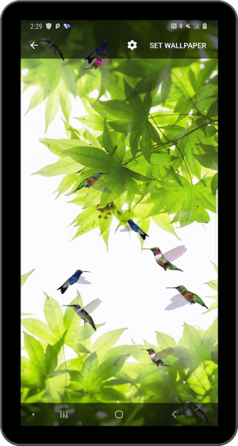 Birds Flying Live Wallpaper