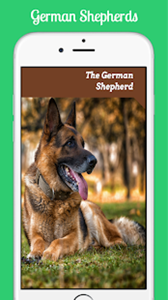 German Shepherds