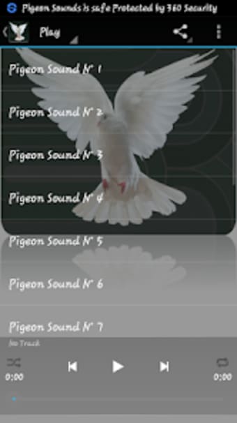 Pigeon sounds