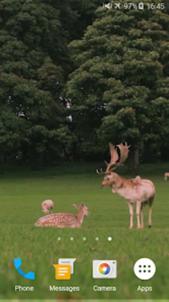 Deers Video Live Wallpaper