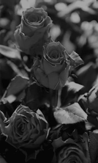 Black Rose HD Wallpaper