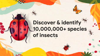 Insect identifier - identity