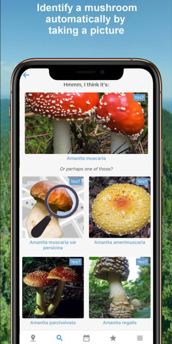 Mushroom Identify - Automatic picture recognition
