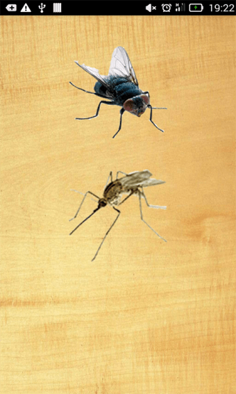 Smash insect