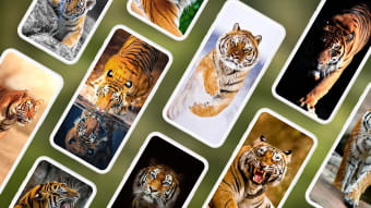 Tiger Wallpapers 4K