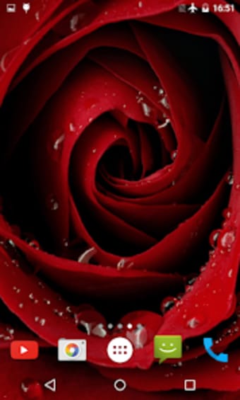 Blooming Rose 3D Wallpaper