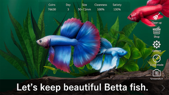 Bettarium - Betta Fish Tank