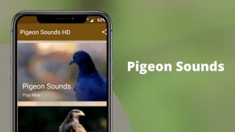 Pigeon Sounds  Hunting Calls