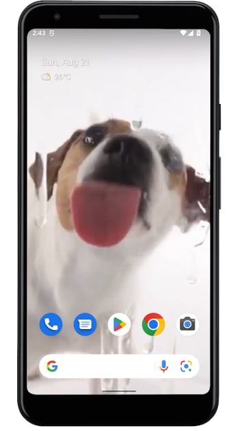 Dog Licks Screen Wallpaper