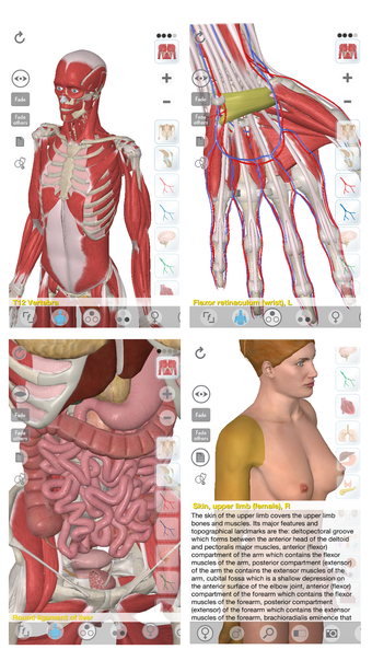 3D Organon Anatomy