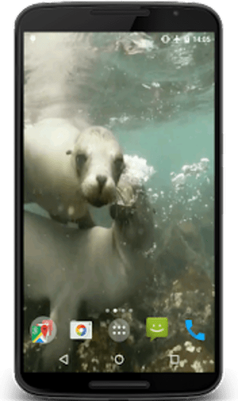 Sea Lions Video Live Wallpaper