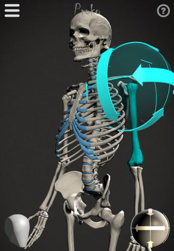 Skelly - Poseable Anatomy Model for Artists