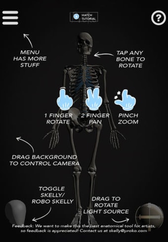 Skelly - Poseable Anatomy Model for Artists