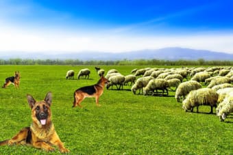 Real Dog Shephard World SIM