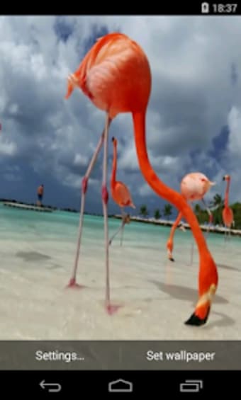 Flamingo Video Live Wallpaper