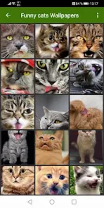 Funny cats Wallpapers