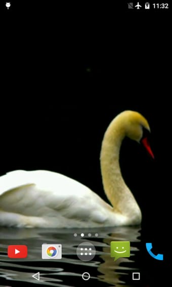 Swan Video Live Wallpaper