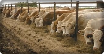 how to make cattle feed