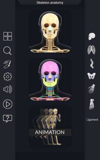 My Skeleton Anatomy