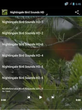 Nightingale Bird Sounds HD