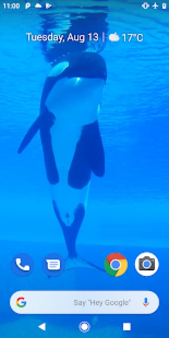 Orca Killer Whale Video Wallpaper
