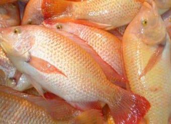 Guide to Freshwater Fish Cultivation