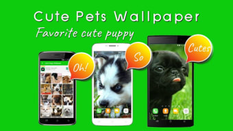 Cute Pets Wallpapers Background