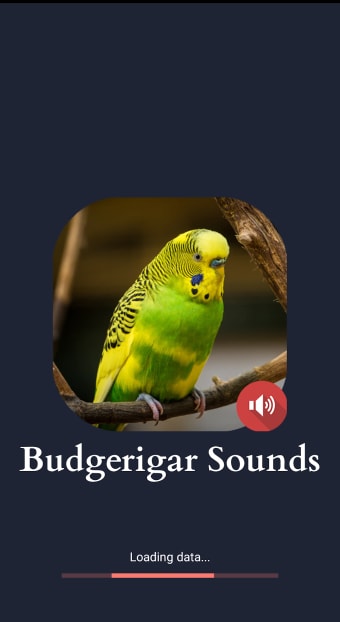 Budgerigar Sounds