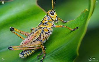 Grasshopper HD Wallpapers New Tab