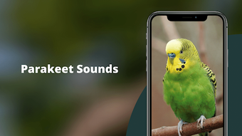 Parakeet Sounds