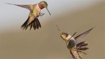 National Geographic Hummingbirds PREMIUM