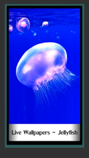Live Wallpapers - Jellyfish