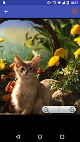 Cats wallpapers 2