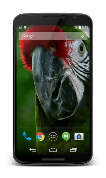 Parrot 3D Video Live Wallpaper