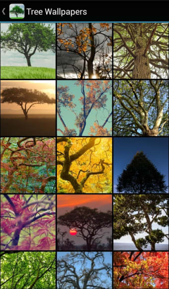 Tree Wallpapers