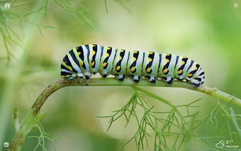 Caterpillar HD Wallpapers New Tab