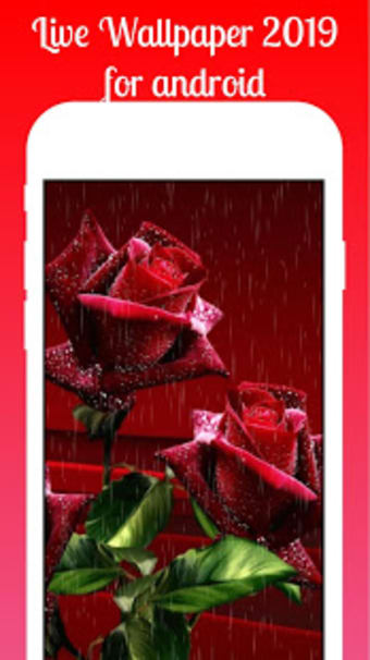 Red Rose Live Wallpaper 2019 Red Rose Background