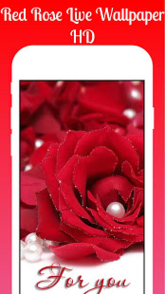 Red Rose Live Wallpaper 2019 Red Rose Background