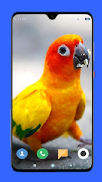 Parrot Wallpaper HD