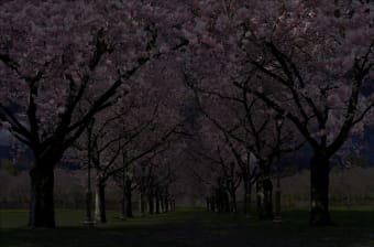 Spring Cherry Blossom Live Wallpaper FREE