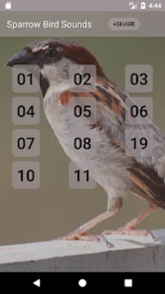 Sparrow Bird Sounds