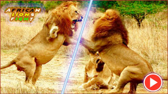 Pk African Lions Fight