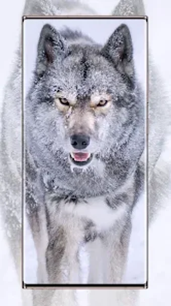 Wolf wallpapers