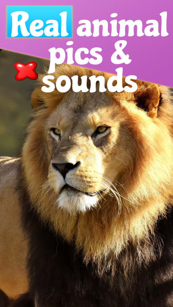Animal Sounds for Babies Kids