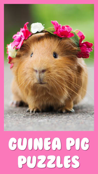 Guinea Pig Jigsaw Puzzle Games