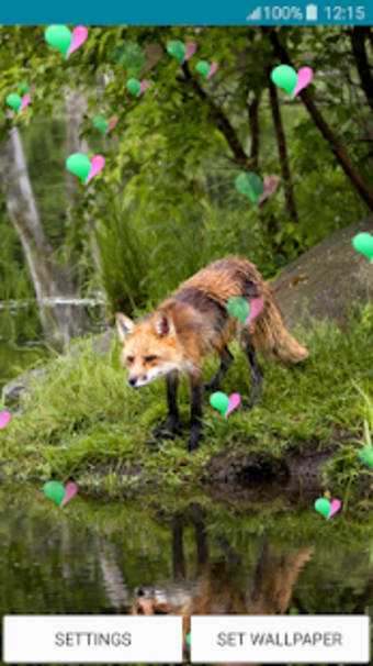 Live Wallpapers  Foxes