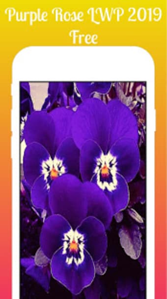 Purple flowers Live Wallpaper 2019 Purple flowers