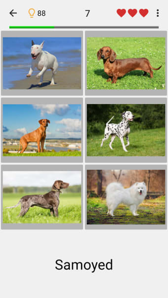 Dogs Quiz - Guess Popular Dog Breeds in the Photos