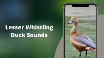 Lesser Whistling Duck Sounds