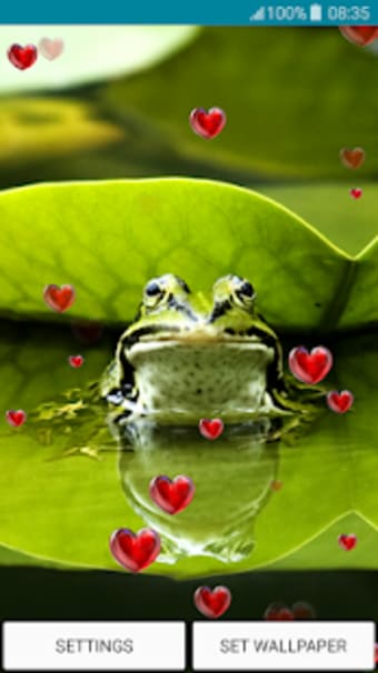 Live Wallpapers  Frog
